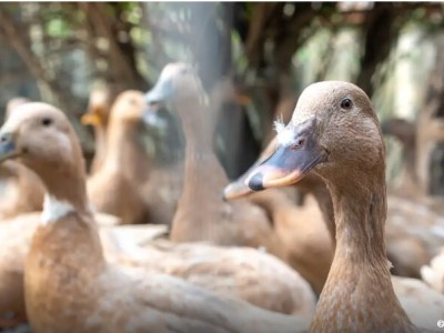 Sancionada lei que proíbe produção e comercialização de fois&nbsp;gras